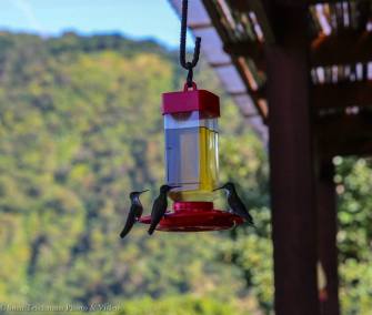 Resident Hummingbirds at Hotel Toliman