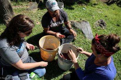 Picking coffee at Hospitalito Atitlán